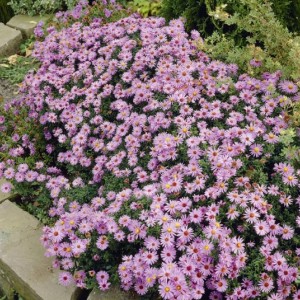 Саженец астры Профессор Антон Киппенберг (Prof A. Kippenberg)