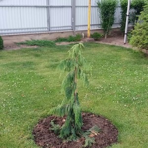 Сеянец кипарисовика Нутканского (до 20 см)