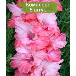 Луковицы гладиолуса Малика -  комплект 5 шт.