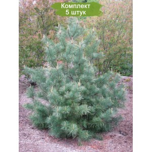 Саженцы кедра Корейского  40-60 см -  комплект 5 шт.