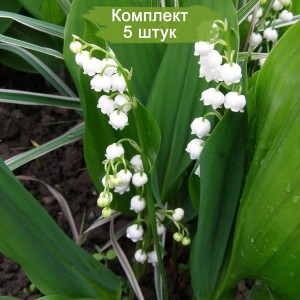 Луковицы ландыша садового Майский -  комплект 5 шт.