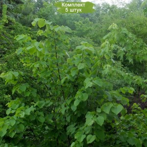 Саженцы липы Кавказской от 150 см -  комплект 5 шт.