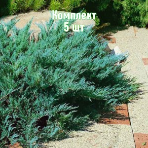 Комплект 5шт / Можжевельник казацкий Блю Дануб