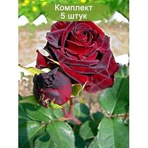 Саженцы чайно-гибридной розы Фиджи Негро (Fiji Negro) -  комплект 5 шт.
