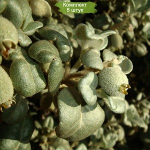 Саженцы шефердии Круглолистной -  комплект 5 шт.