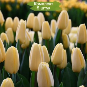 Луковицы тюльпана Крем Фрэш (Creme Fraiche) -  комплект 5 шт.