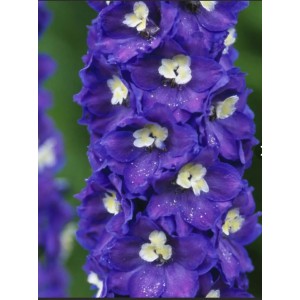 Корневище дельфиниума Пацифик Джиант (Pacific Giant Camelliard) (фиолетовый)