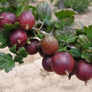 Саженец крыжовника Гулливер