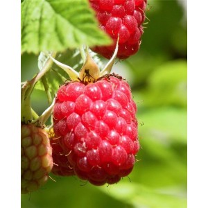 Саженец ремонтантной малины Геракл (Geracl) (Красная)