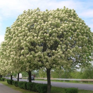 Саженцы ясеня - купить саженцы дерева ясеня в Самаре