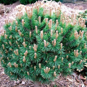 Саженец сосны Горной 20-40 см