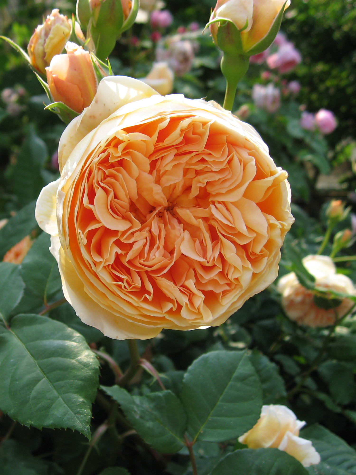 Саженцы английских роз. Розы Остина Crown Princess Margareta.